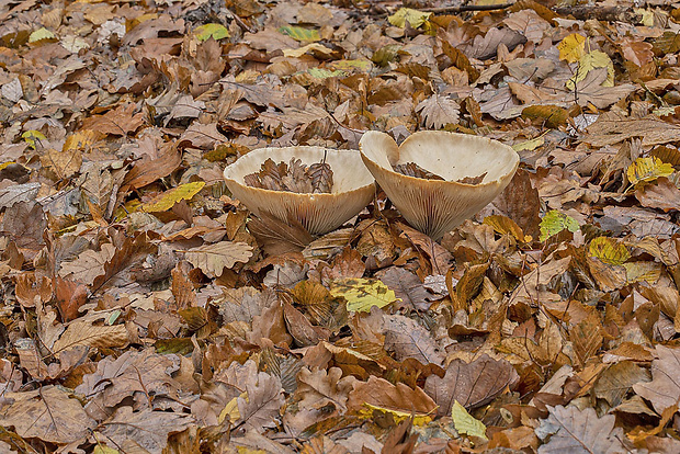 strmuľka veľká Infundibulicybe geotropa (Bull.) Harmaja