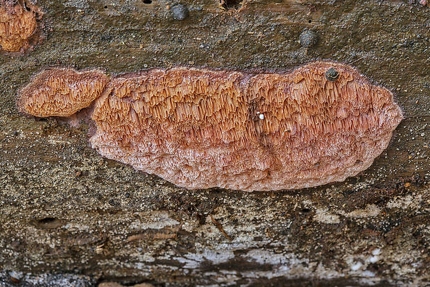 tvarohovček Leptoporus sp.