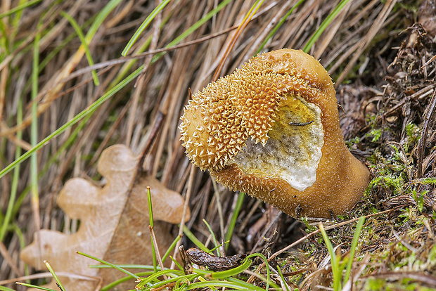 prášnica Lycoperdon sp.