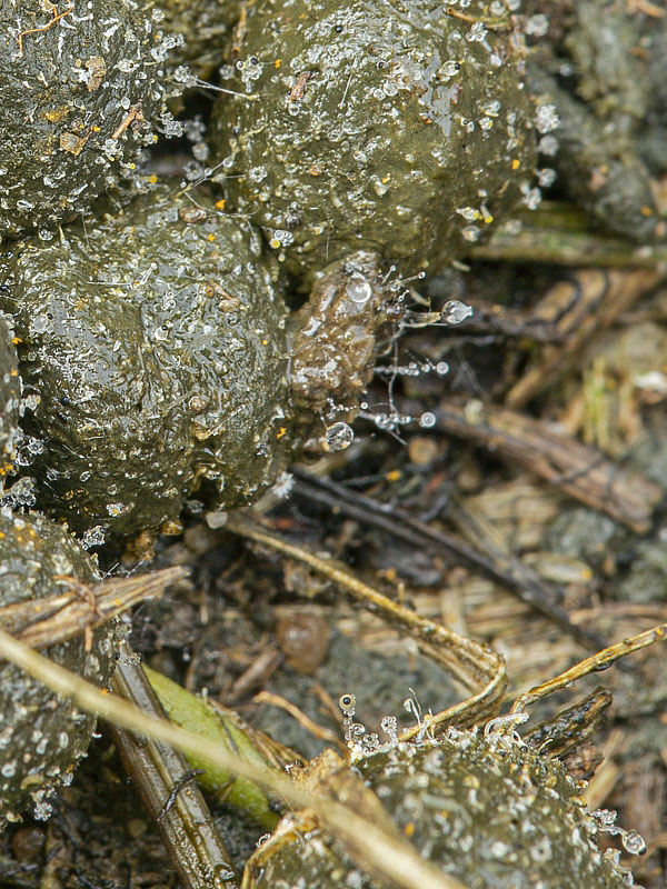 mrštec jagavý Pilobolus crystallinus (F.H. Wigg.) Tode