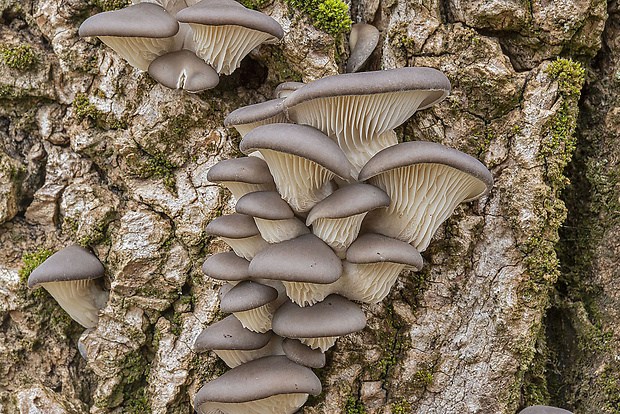 hliva ustricovitá Pleurotus ostreatus (Jacq.) P. Kumm.