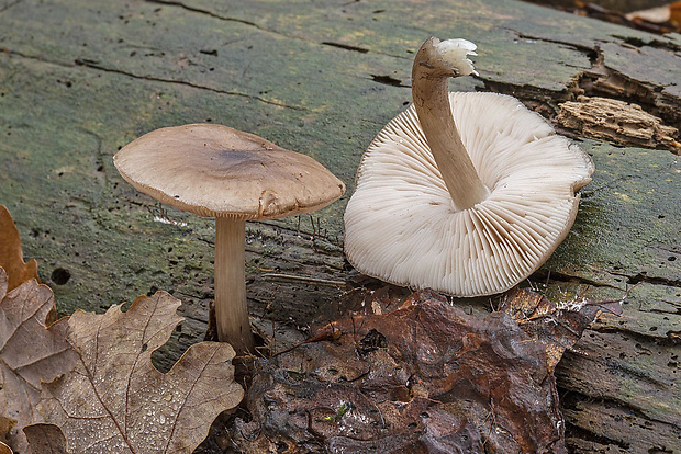 štítovka? Pluteus sp.