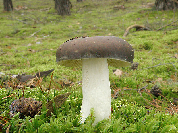 plávka Russula sp.