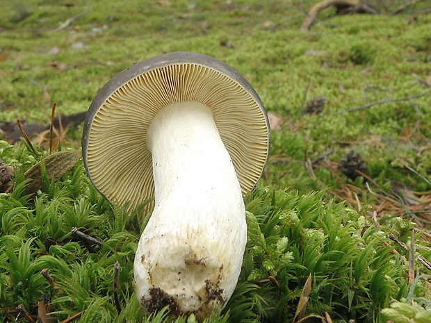 plávka Russula sp.