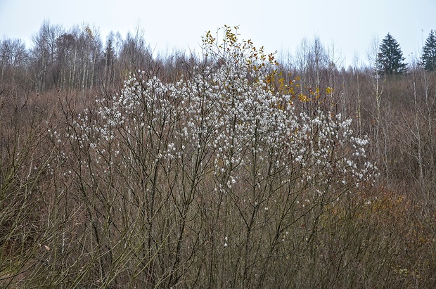 vŕba päťtyčinková Salix pentandra L.