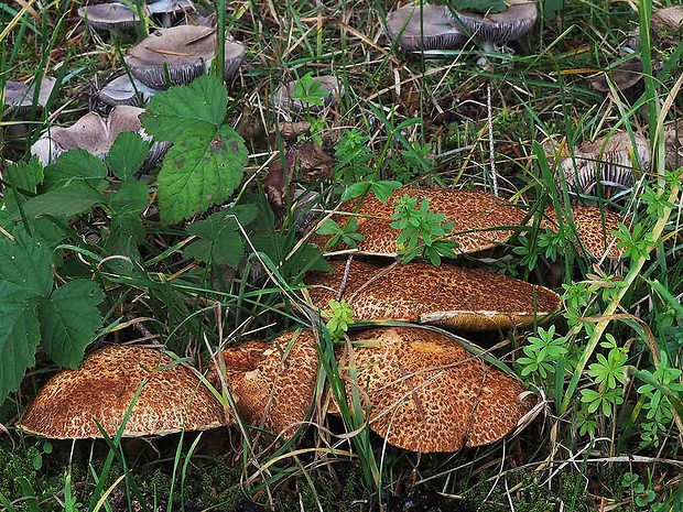 masliak duglaskový Suillus lakei (Murrill) A.H. Sm. & Thiers