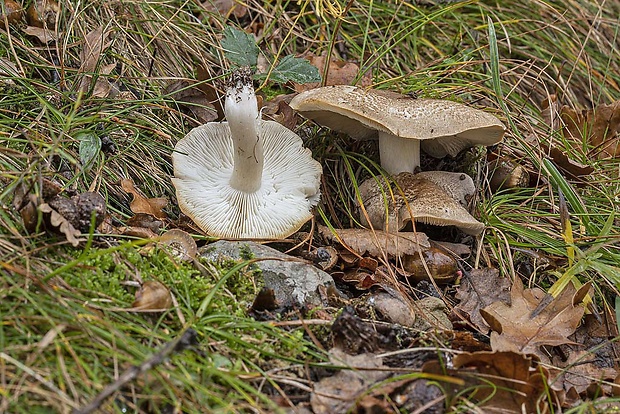 čírovka Tricholoma sp.