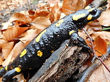 salamandra škvrnitá