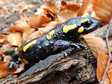 salamandra škvrnitá