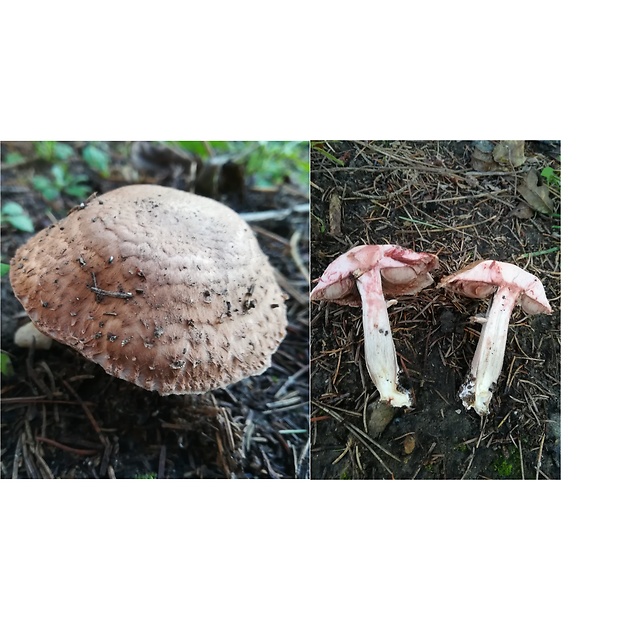 pečiarka Langeho Agaricus langei (F.H. Møller) F.H. Møller