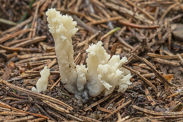 konárovka hrebenitá Clavulina coralloides (L.) J. Schröt.