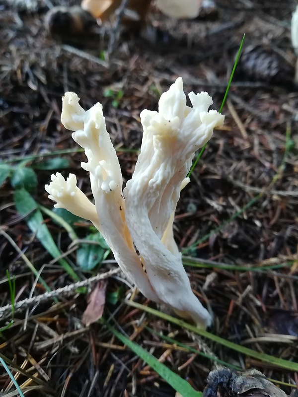 konárovka vráskavá Clavulina rugosa (Bull.) J. Schröt.