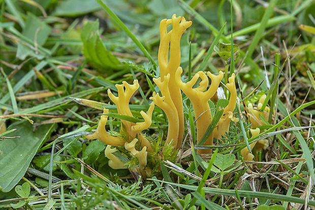 pakonárovka parôžkovitá Clavulinopsis corniculata (Schaeff.) Corner