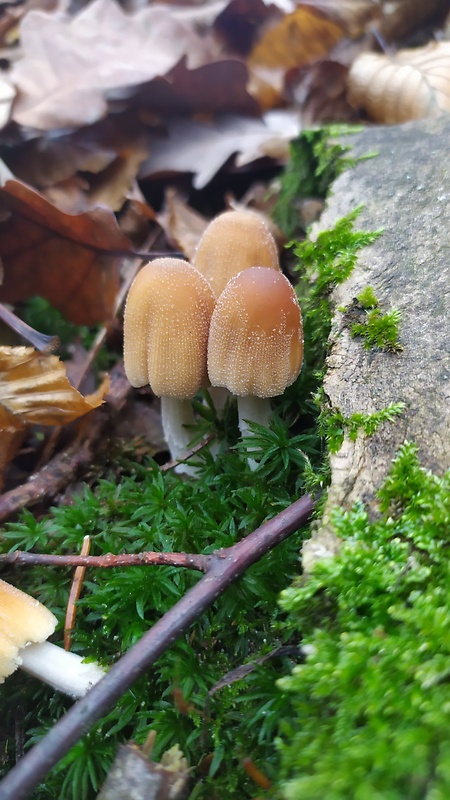 hnojník Coprinellus sp.