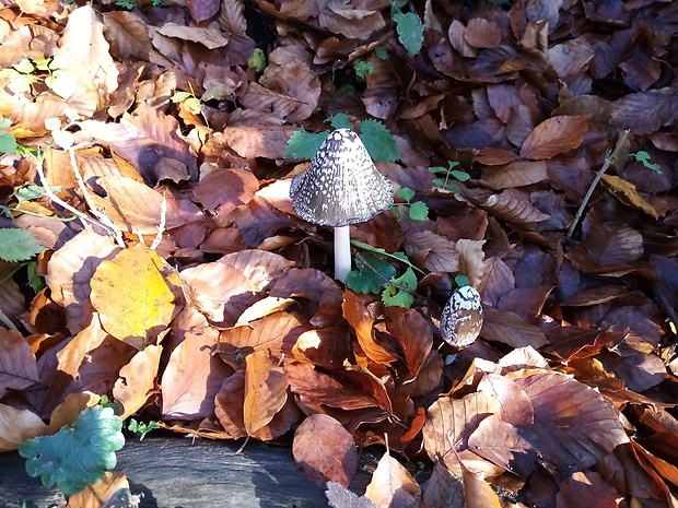 hnojník strakatý Coprinopsis picacea (Bull.) Redhead, Vilgalys & Moncalvo