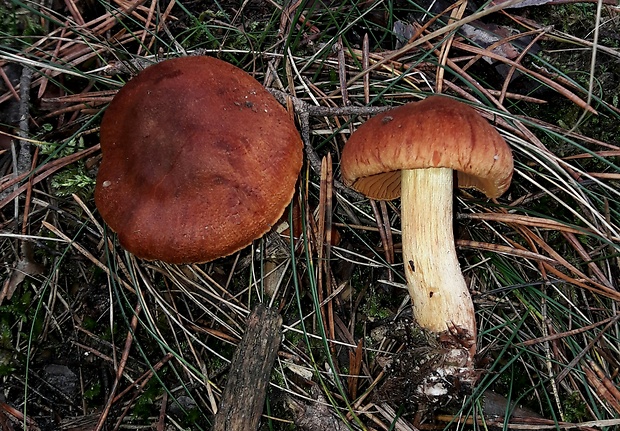 pavučinovec plyšový Cortinarius orellanus Fr.