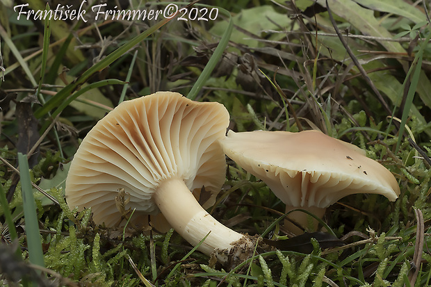 lúčnica statná Cuphophyllus pratensis (Fr.) Bon