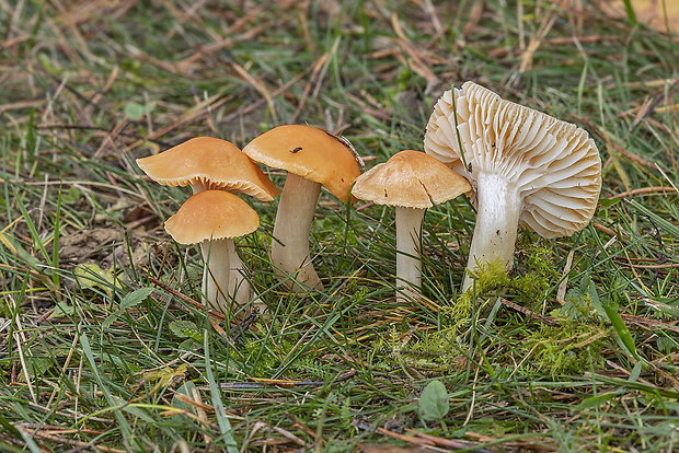 lúčnica statná Cuphophyllus pratensis (Fr.) Bon