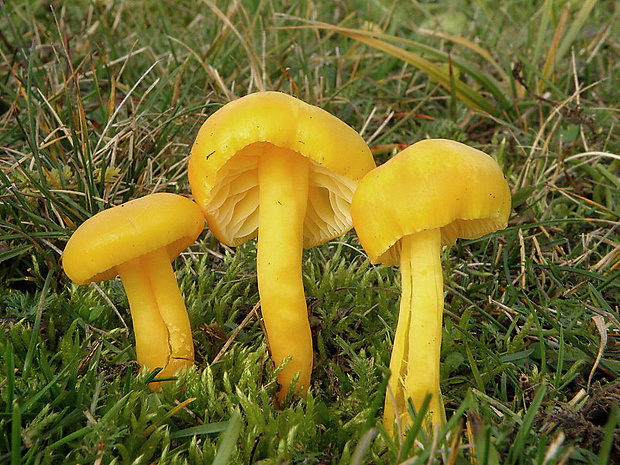 lúčnica citrónovožltá Hygrocybe chlorophana (Fr.) Wünsche