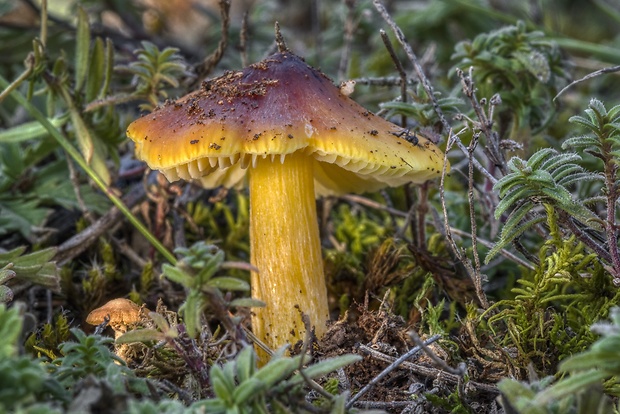 lúčnica granátovočervená ? Hygrocybe punicea (Fr.) P. Kumm.