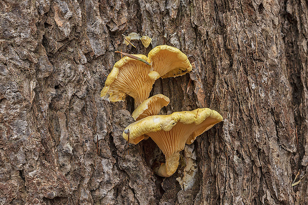 líška oranžová Hygrophoropsis aurantiaca (Wulfen) Maire