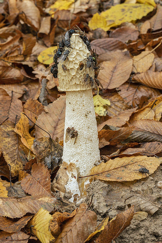 hadovka smradľavá Phallus impudicus L.