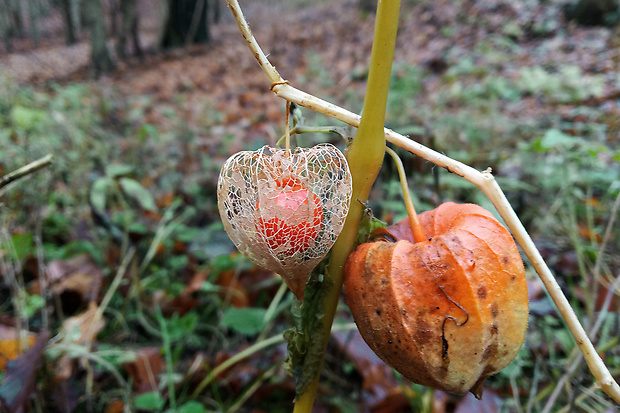 machovka čerešňová Physalis alkekengi L.