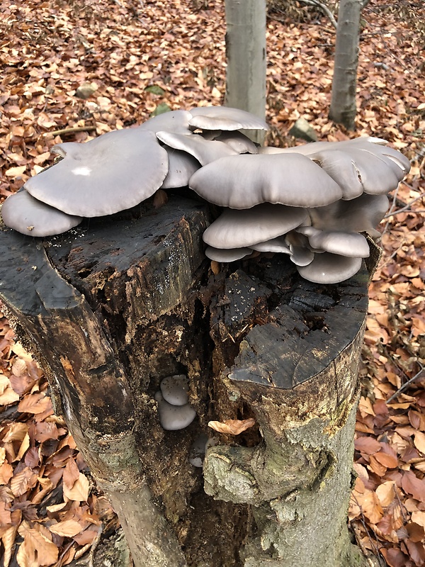 hliva ustricovitá Pleurotus ostreatus (Jacq.) P. Kumm.