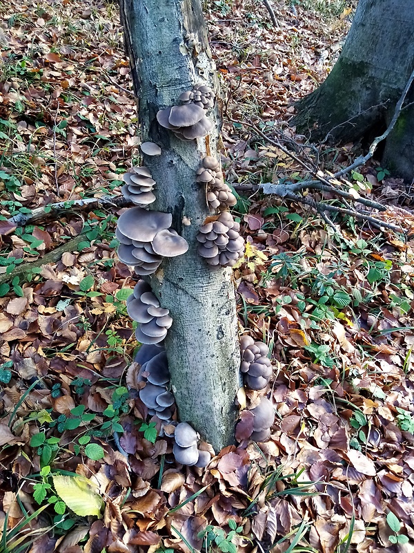 hliva ustricovitá Pleurotus ostreatus (Jacq.) P. Kumm.