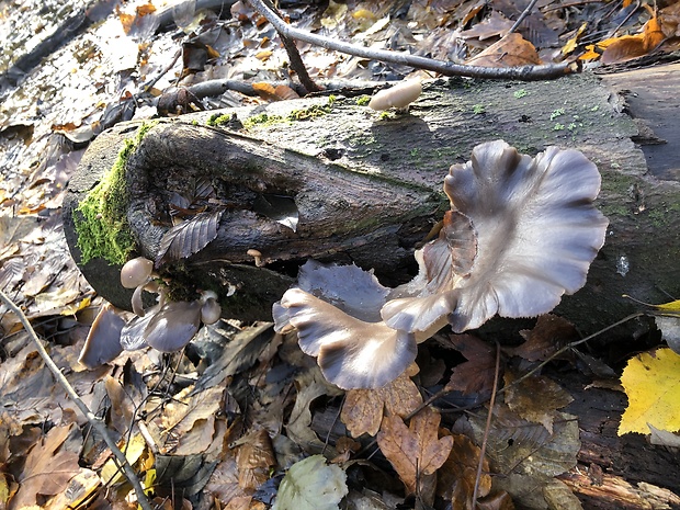 hliva Pleurotus sp.