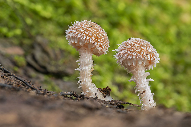 drobuľka voňavá Psathyrella cf. sacchariolens Enderle