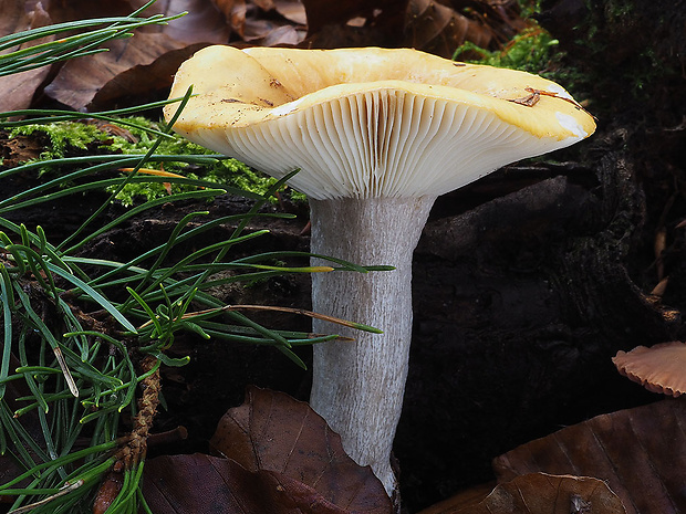 plávka hlinovožltá Russula ochroleuca Fr.