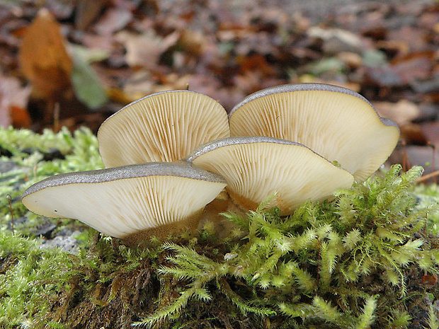 pňovka neskorá Sarcomyxa serotina (Pers.) P. Karst.