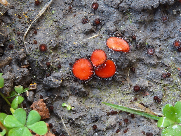 štítovnička Scutellinia sp.