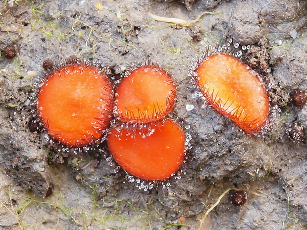 štítovnička Scutellinia sp.