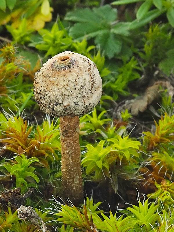 stopkovec zimný Tulostoma brumale Pers.