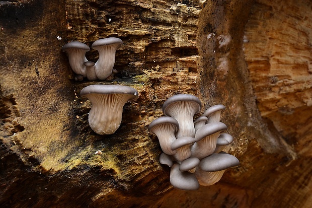 hliva ustricovitá Pleurotus ostreatus (Jacq.) P. Kumm.