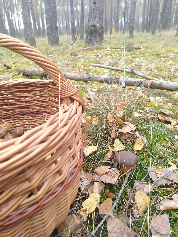 suchohríby a dva hríby smrekové