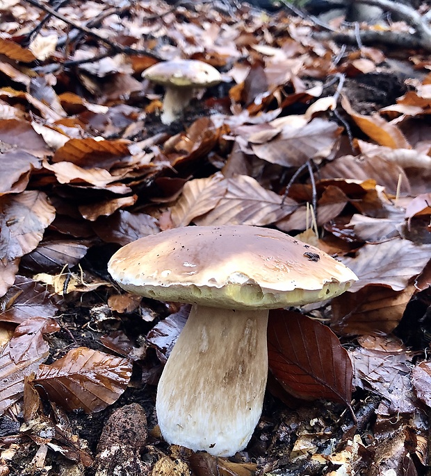 hríb smrekový Boletus edulis Bull.