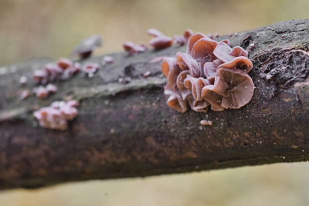 uchovec bazový Auricularia auricula-judae (Bull.) Quél.