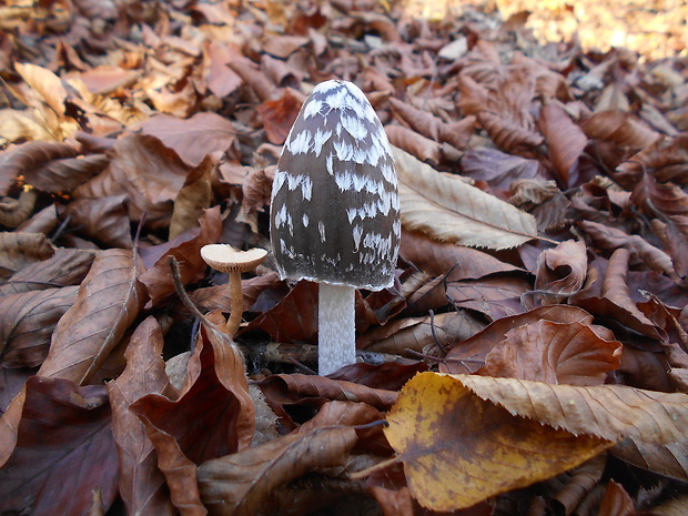 hnojník strakatý Coprinopsis picacea (Bull.) Redhead, Vilgalys & Moncalvo