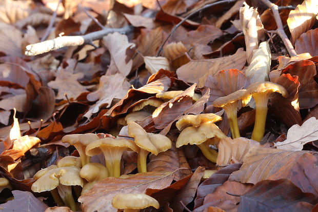 kuriatko lievikovité Craterellus tubaeformis (Fr.) Quél.