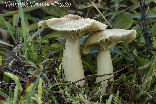 lúčnica statná Cuphophyllus pratensis (Fr.) Bon