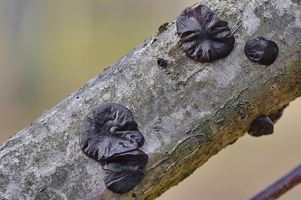 tmavorôsolovec mušľovitý Exidia truncata Fr.