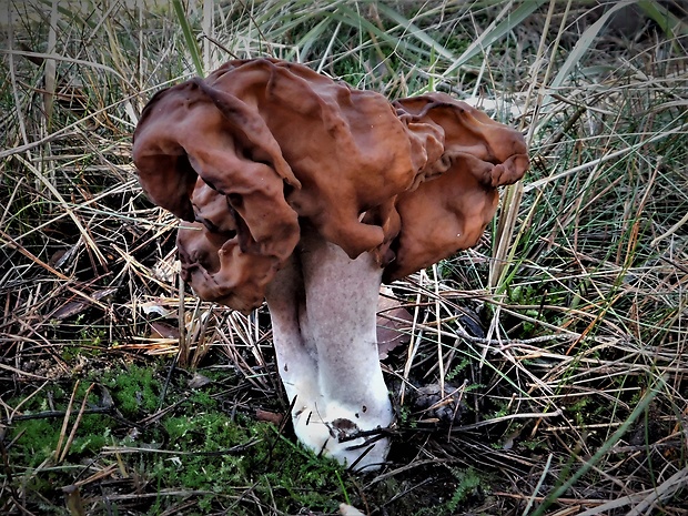 ušiak Gyromitra sp.