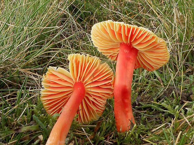 lúčnica šarlátová Hygrocybe coccinea (Schaeff.) P. Kumm.