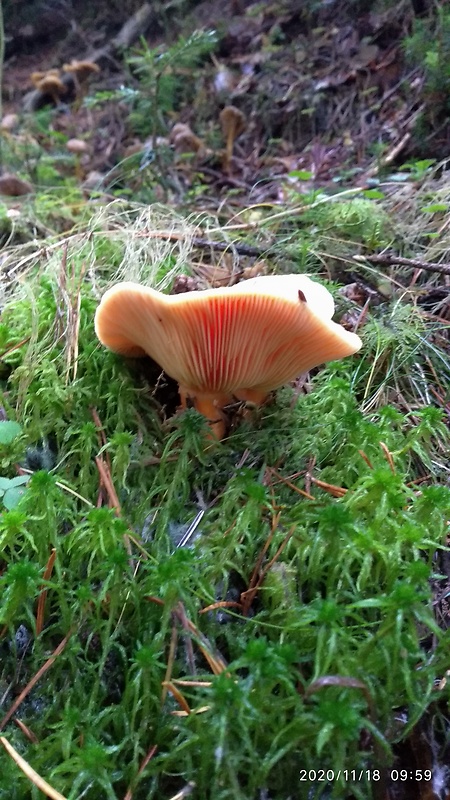 rýdzik pravý Lactarius deliciosus (L.) Gray