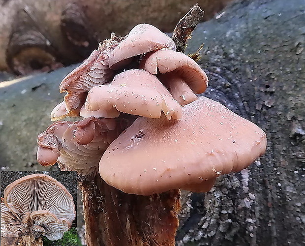 húževnatček Lentinellus sp.