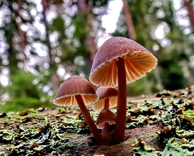 prilbička Mycena sp.