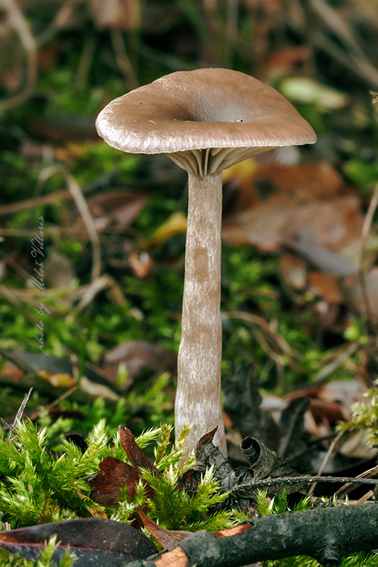 strmulica čiaškovitá Pseudoclitocybe cyathiformis (Bull.) Singer